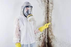 Best Environmental Consulting for Mold Prevention  in Hill N Dale, FL